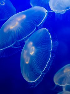 Preview wallpaper aurelia aurita, jellyfish, wildlife, underwater world, dark