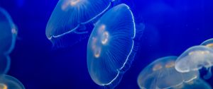 Preview wallpaper aurelia aurita, jellyfish, wildlife, underwater world, dark