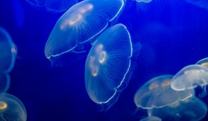 Preview wallpaper aurelia aurita, jellyfish, wildlife, underwater world, dark