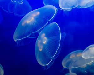 Preview wallpaper aurelia aurita, jellyfish, wildlife, underwater world, dark