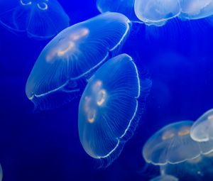 Preview wallpaper aurelia aurita, jellyfish, wildlife, underwater world, dark