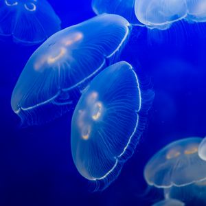 Preview wallpaper aurelia aurita, jellyfish, wildlife, underwater world, dark