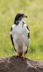 Preview wallpaper australian buzzard, buzzard, bird, predator, stone