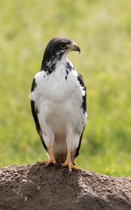 Preview wallpaper australian buzzard, buzzard, bird, predator, stone