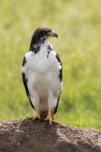 Preview wallpaper australian buzzard, buzzard, bird, predator, stone