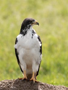 Preview wallpaper australian buzzard, buzzard, bird, predator, stone