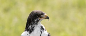 Preview wallpaper australian buzzard, buzzard, bird, predator, stone