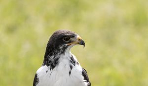 Preview wallpaper australian buzzard, buzzard, bird, predator, stone