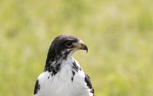 Preview wallpaper australian buzzard, buzzard, bird, predator, stone