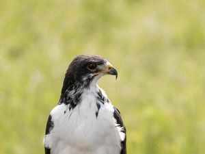 Preview wallpaper australian buzzard, buzzard, bird, predator, stone