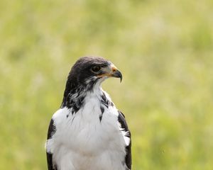 Preview wallpaper australian buzzard, buzzard, bird, predator, stone