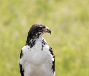 Preview wallpaper australian buzzard, buzzard, bird, predator, stone