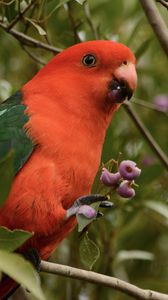 Preview wallpaper australian king parrot, bird, red