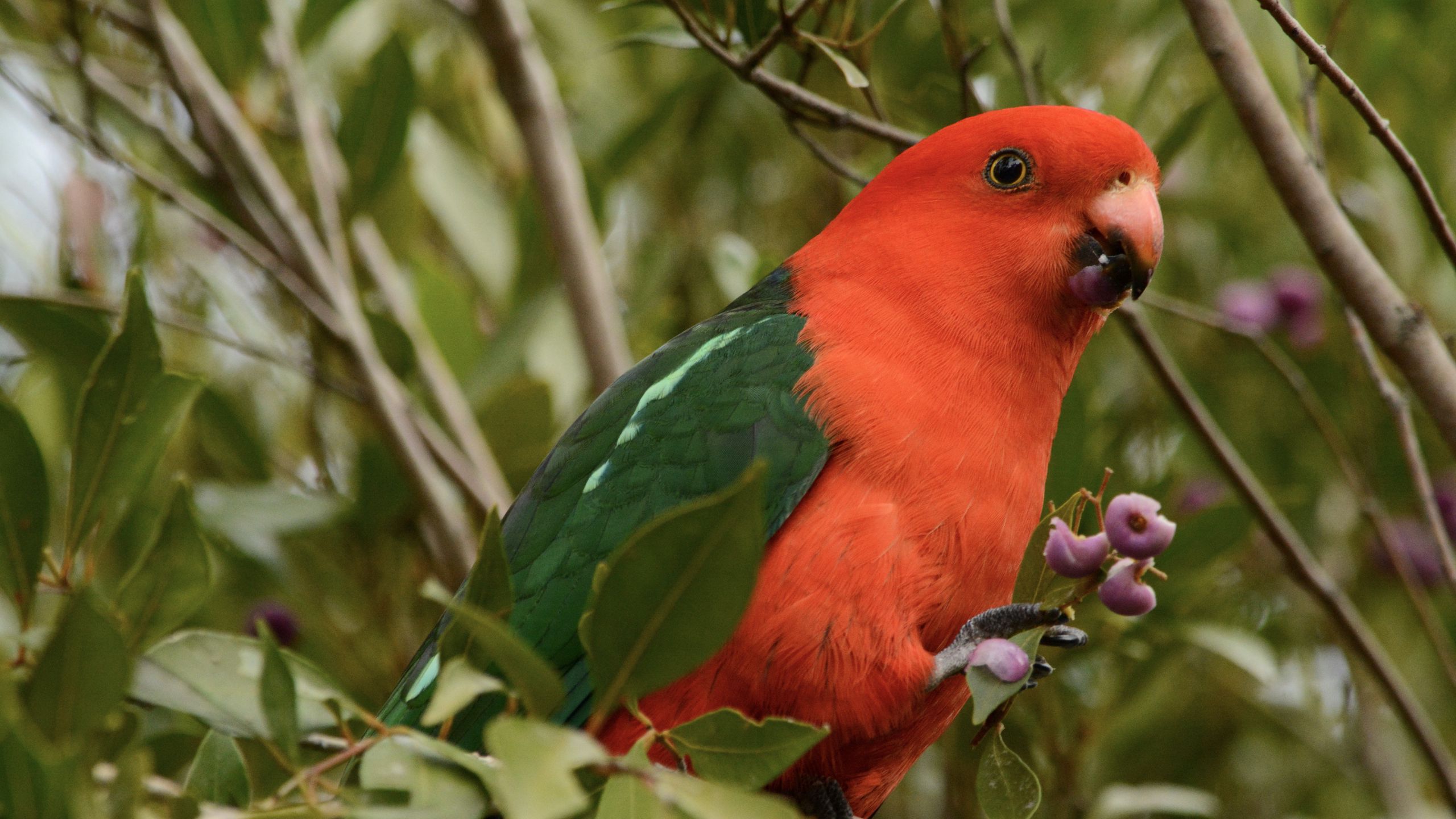 Download Wallpaper 2560x1440 Australian King Parrot, Bird, Red ...