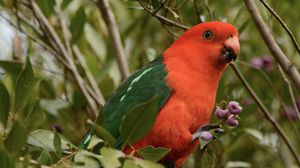 Preview wallpaper australian king parrot, bird, red