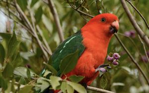 Preview wallpaper australian king parrot, bird, red