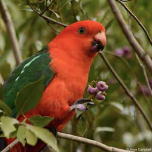 Preview wallpaper australian king parrot, bird, red