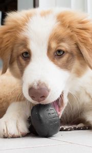 Preview wallpaper australian shepherd, aussie, dog, muzzle