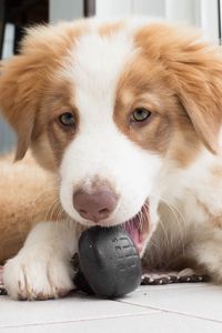 Preview wallpaper australian shepherd, aussie, dog, muzzle