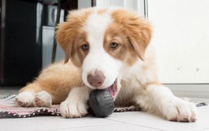 Preview wallpaper australian shepherd, aussie, dog, muzzle