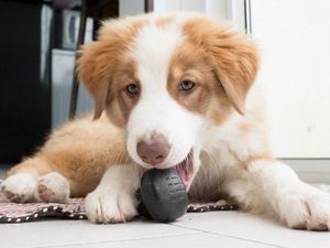 Preview wallpaper australian shepherd, aussie, dog, muzzle