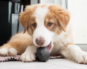 Preview wallpaper australian shepherd, aussie, dog, muzzle