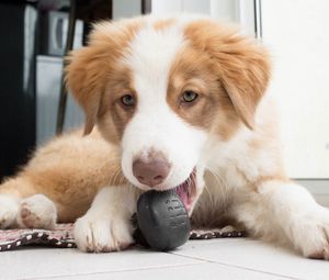 Preview wallpaper australian shepherd, aussie, dog, muzzle