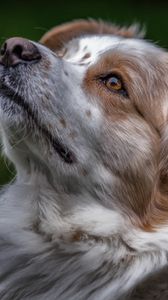 Preview wallpaper australian shepherd, aussie, dog, muzzle, eyes