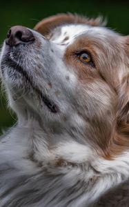 Preview wallpaper australian shepherd, aussie, dog, muzzle, eyes