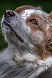 Preview wallpaper australian shepherd, aussie, dog, muzzle, eyes