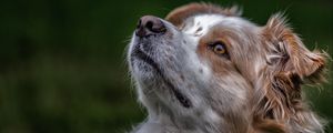 Preview wallpaper australian shepherd, aussie, dog, muzzle, eyes