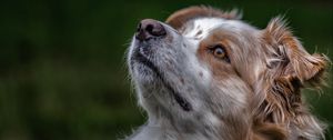 Preview wallpaper australian shepherd, aussie, dog, muzzle, eyes