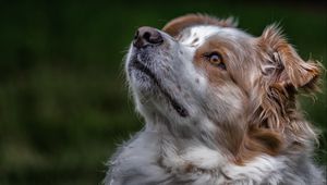 Preview wallpaper australian shepherd, aussie, dog, muzzle, eyes