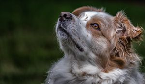 Preview wallpaper australian shepherd, aussie, dog, muzzle, eyes