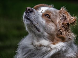 Preview wallpaper australian shepherd, aussie, dog, muzzle, eyes