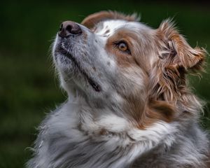 Preview wallpaper australian shepherd, aussie, dog, muzzle, eyes