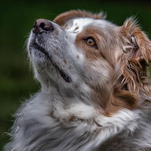 Preview wallpaper australian shepherd, aussie, dog, muzzle, eyes