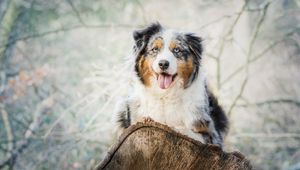 Preview wallpaper australian shepherd, aussie, dog, spotted, lying