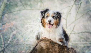 Preview wallpaper australian shepherd, aussie, dog, spotted, lying