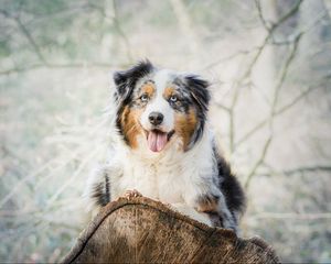 Preview wallpaper australian shepherd, aussie, dog, spotted, lying