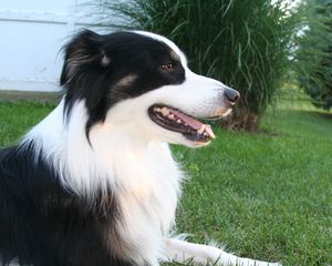 Preview wallpaper australian shepherd, black, spotted, fluffy, dog