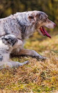 Preview wallpaper australian shepherd, couple, puppy, dog, walk, run, grass