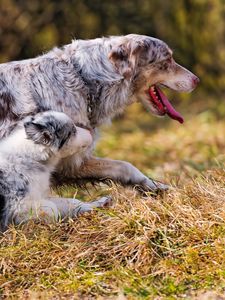 Preview wallpaper australian shepherd, couple, puppy, dog, walk, run, grass