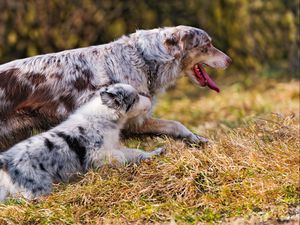 Preview wallpaper australian shepherd, couple, puppy, dog, walk, run, grass