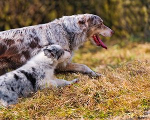 Preview wallpaper australian shepherd, couple, puppy, dog, walk, run, grass