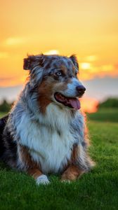 Preview wallpaper australian shepherd dog, aussie, dog, grass, sunset