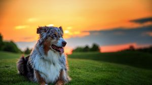 Preview wallpaper australian shepherd dog, aussie, dog, grass, sunset