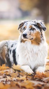 Preview wallpaper australian shepherd, dog, autumn, foliage