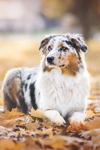 Preview wallpaper australian shepherd, dog, autumn, foliage