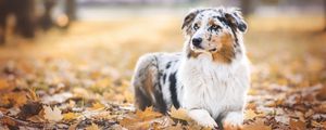 Preview wallpaper australian shepherd, dog, autumn, foliage